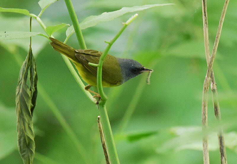 File:Mourning Warbler (34737393215).jpg