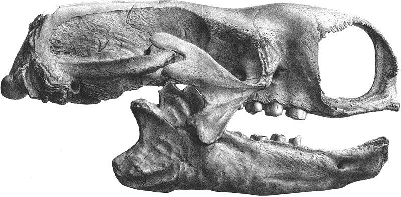 File:Mylodon skull (cropped).jpg