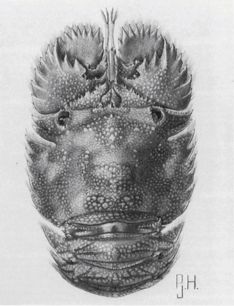 File:P. japonicus.png