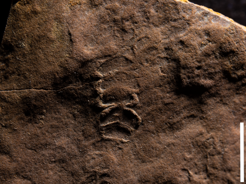 File:Palaeopascichnus CU21.png