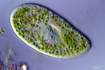 Ciliate