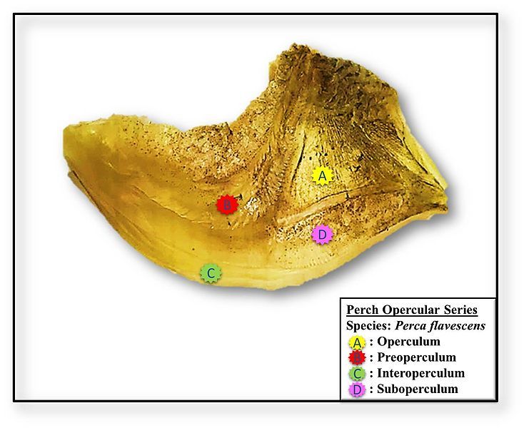 File:Perch Operculum Final(1).jpg