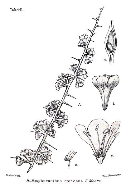 File:Phaeoptilum spinosum00a, crop.jpg