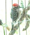 Ladder-backed Woodpecker in the cholla already pictured