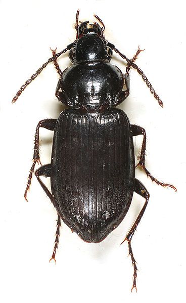 File:Pterostichus adstrictus.jpg