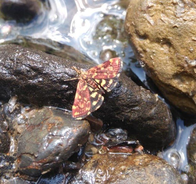 File:Pyrausta trizonalis cropped.jpg