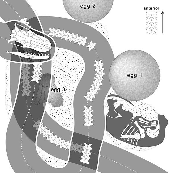 File:Sanajeh diagram.jpg