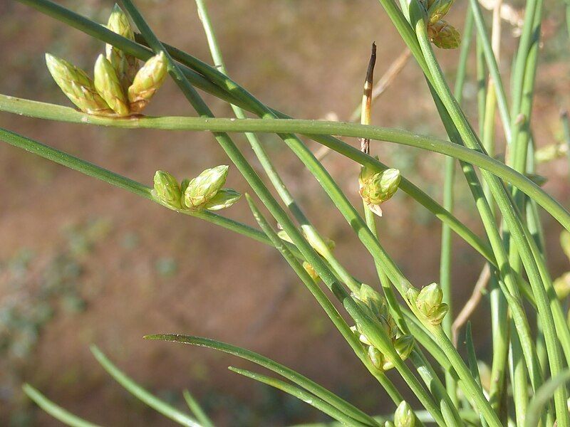 File:Schoenoplectiella dissachantha P6120122.jpg