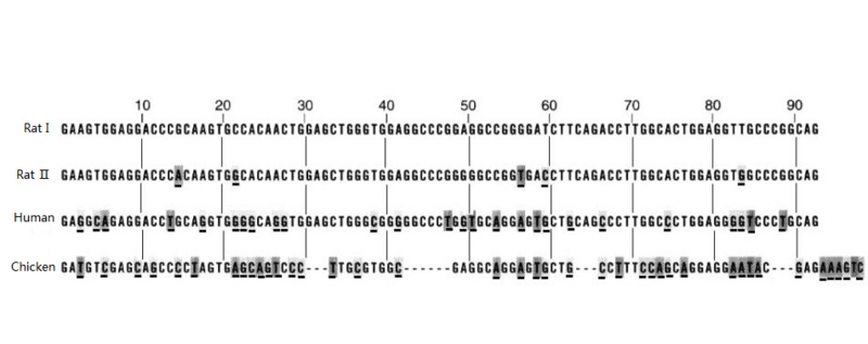 File:Sequence Alignment Otakuftf&Kingftf.png