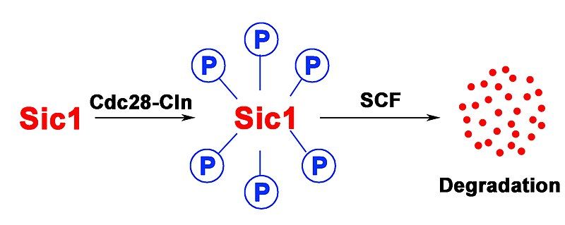 File:Sic1 fig2 eng.jpg