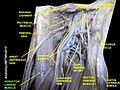 Adductor longus muscle