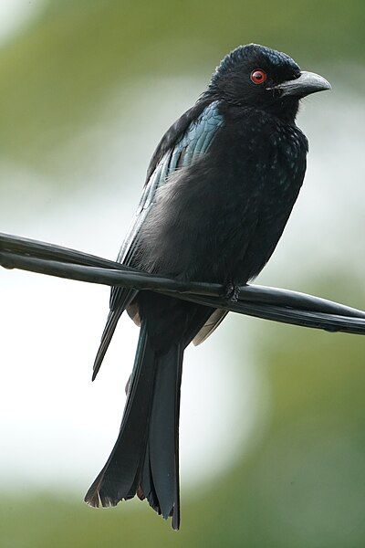 File:Spangled-drongo, Alawa.jpg