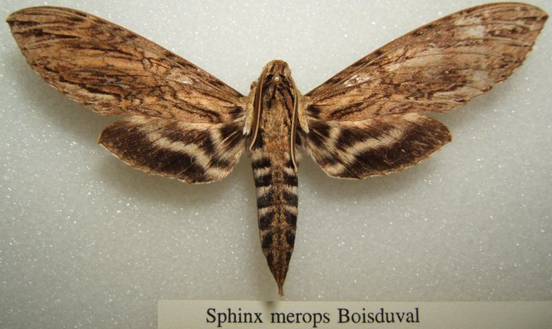 File:Sphinx merops sjh.JPG