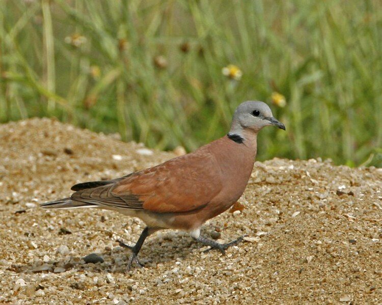 File:Streptopelia tranquebarica.jpg