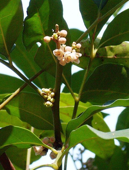 File:Synoum flower buds.JPG