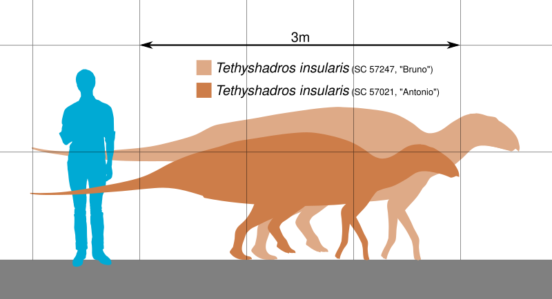 File:Tethyshadros Scale.svg