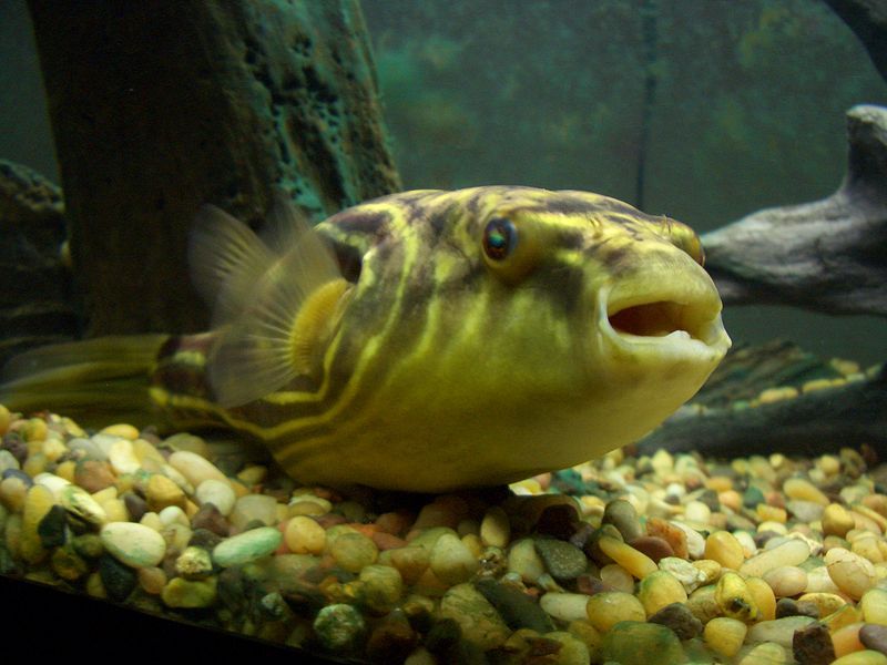 File:TetraodonLineatus.JPG