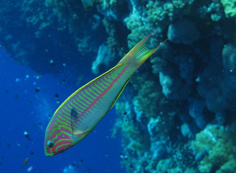 File:Thalassoma rueppellii.jpg