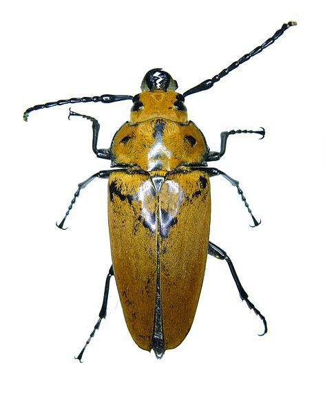 File:Trictenotoma grayii overview.jpg