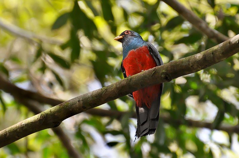 File:Trogon melanurus.jpg