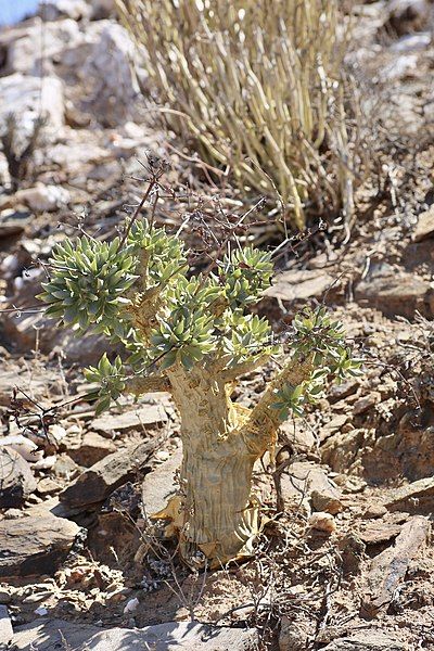 File:Tylecodon paniculatus Richtersveld.jpg