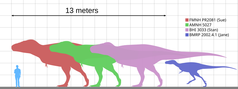 File:Tyrannosaurus specimens.svg