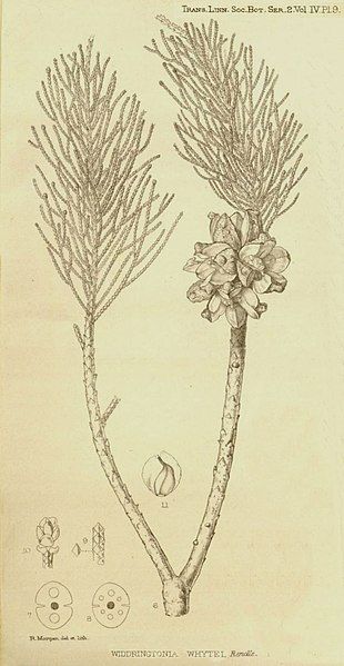 File:Widdringtonia whytei00a.jpg