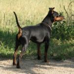 Black Miniature Pinscher, uncropped ears and tail about 4.1 kg