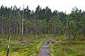 Pine forest by the edge of the raised bog