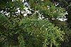 Acacia pubescens, Chullora NSW