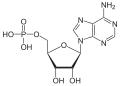 adenosine monophosphate (AMP)