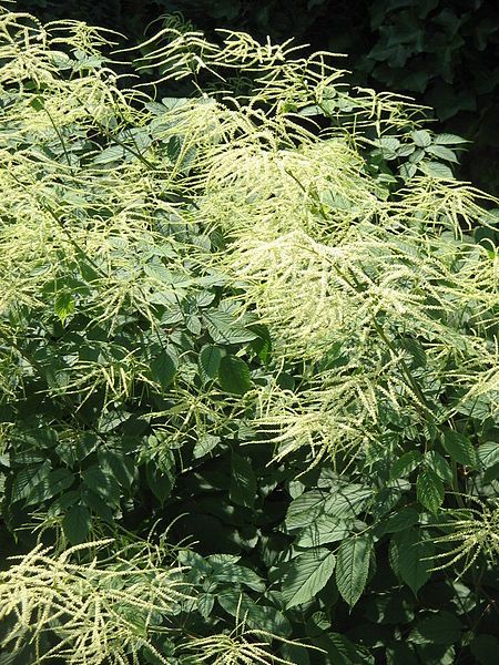 File:Aruncus dioicus03.jpg