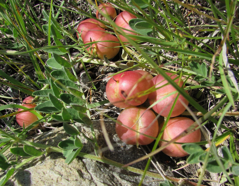 File:Astragalus crassicarpus fruits.png