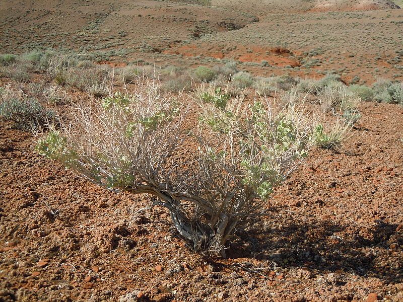 File:Atriplex confertifolia (7295105030).jpg