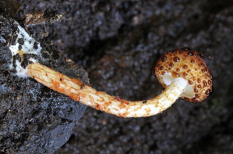 File:Austroboletus rarus 323387.jpg