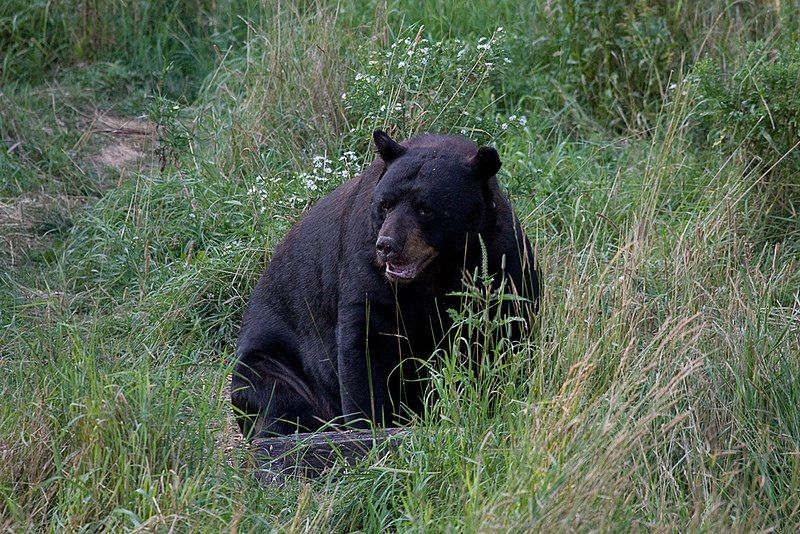 File:Black bear2.jpg