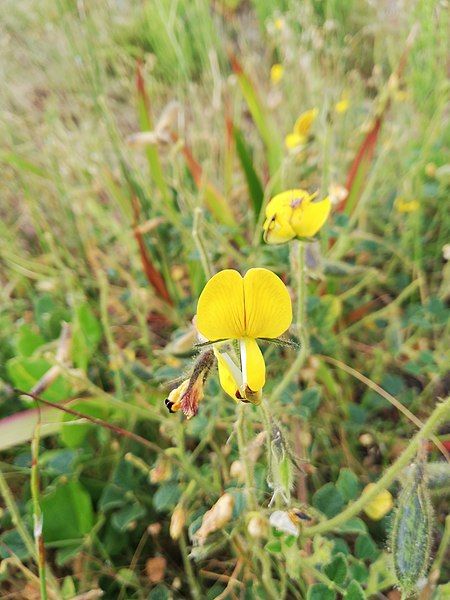 File:Bolusafra bituminosa.jpg