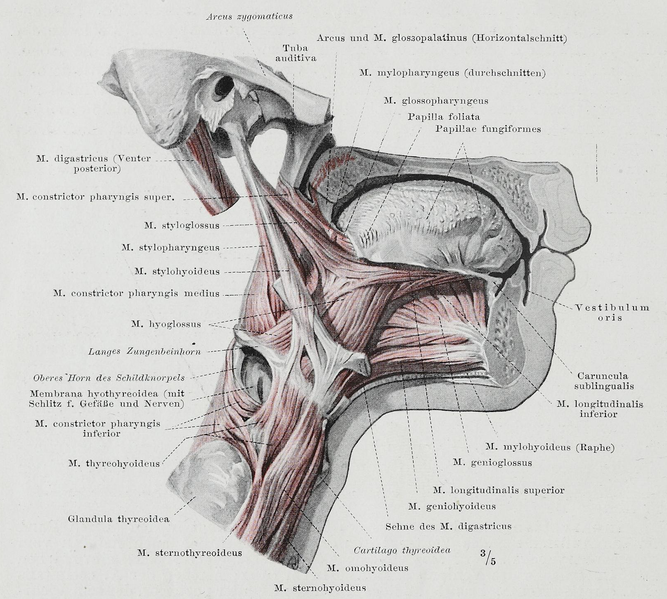 File:Braus 1921 367.png