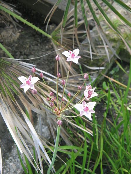 File:Butomus umbellatus03.jpg