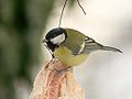 Parus major