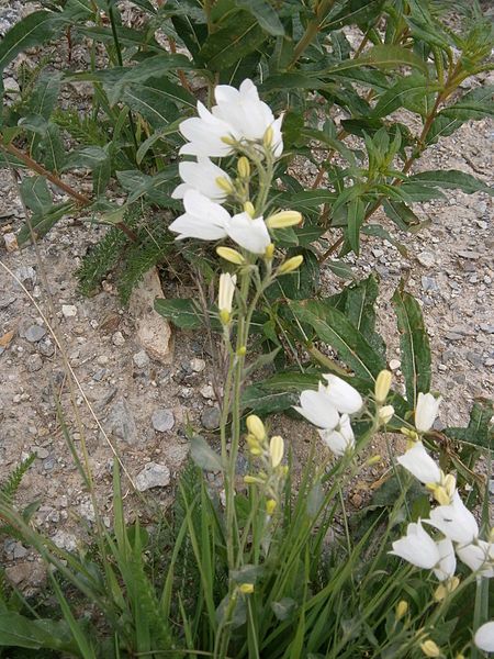 File:Campanula rhomboidalis albino.jpg