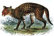 Drawing of dark spotted cat