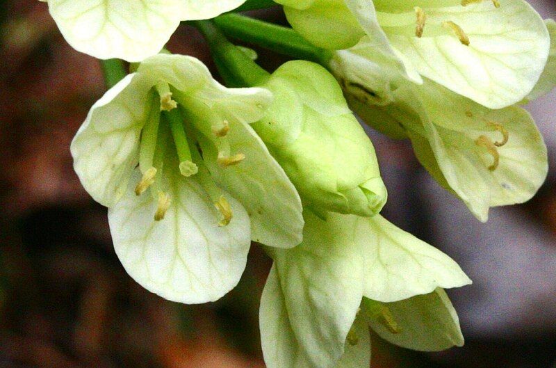 File:Cardamine enneaphyllos ENBLA02.jpg