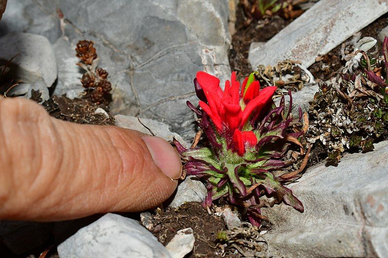 File:Castilleja bella 8.jpg