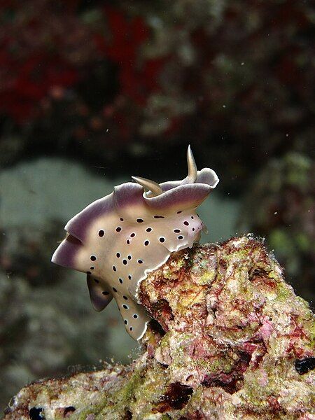 File:Chromodoris tritos01.JPG