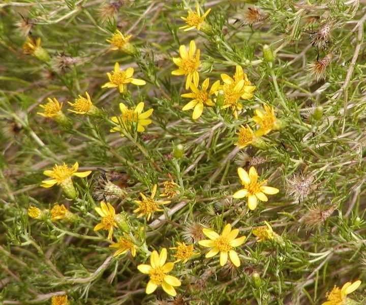 File:Chrysactinia mexicana.jpg