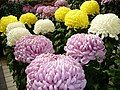 Chrysanthemum morifolium flower