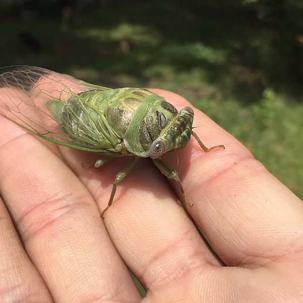 File:Cicada Close-Up.jpg