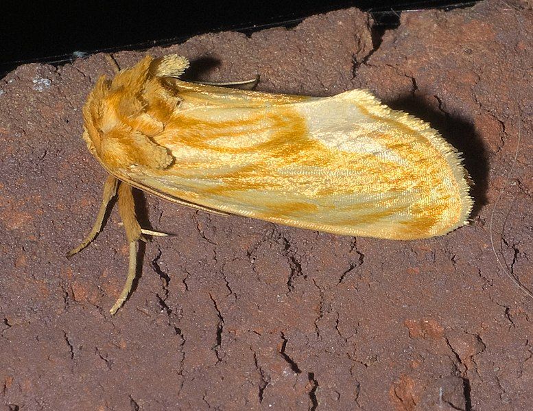 File:Cirrhophanus triangulifer P1250519a.jpg