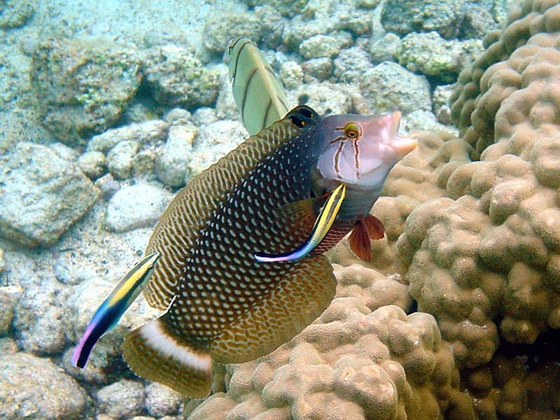 File:Cleaning station kona.jpg